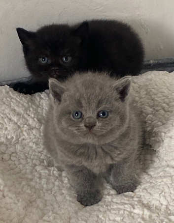 British Shorthair Kittens