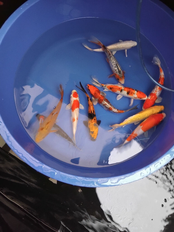 koi carp