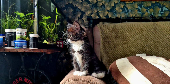 Stunning Boys Available