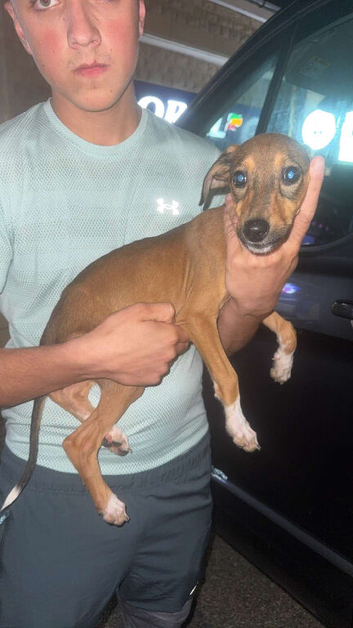 Saluki greyhound pups