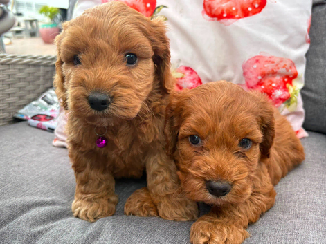 cockapoo puppies