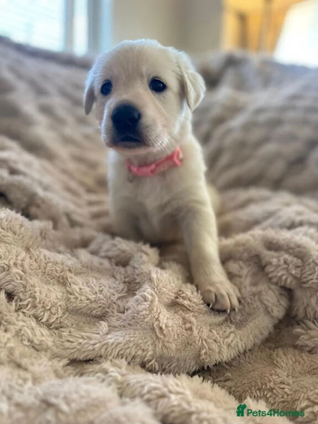 Golden Shepherd Puppies - Houndkind Prepared Companions