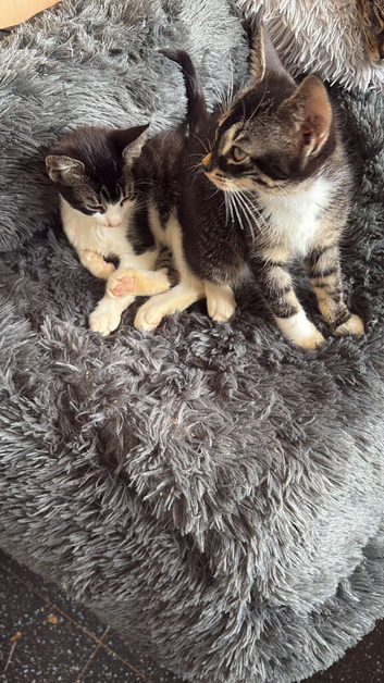 Cats and kittens need homes ASAP