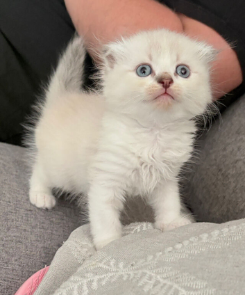 Blue eyes Scottish fold kittens