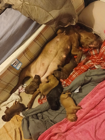 Staff x patterdale