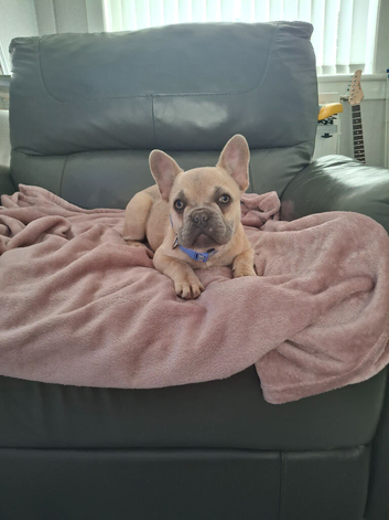 KC french bulldog pups