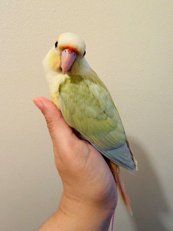 Rare Mooncheek Conure