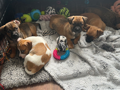 Jack Russell X Dachshund puppies