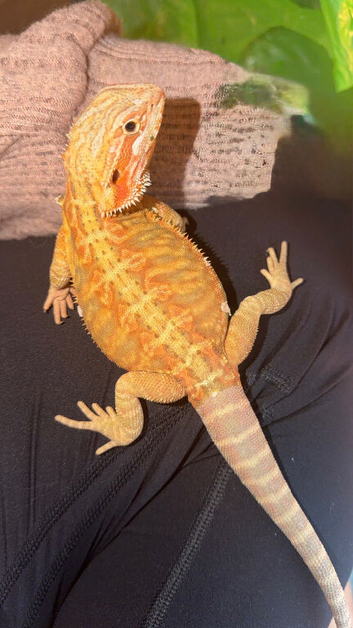 Baby Girl Dragon