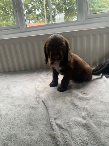 READY NOW KC reg amazing litter READY NOW