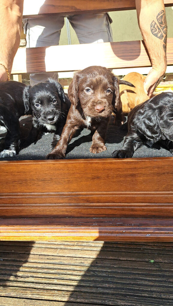 Family raised pups.