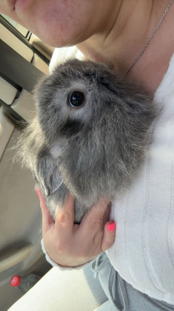 Double mane rabbit