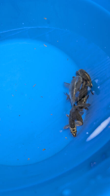 5 x young ghost koi carp