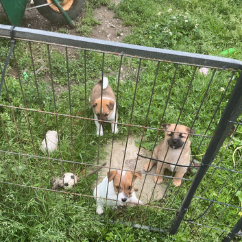 Border terrier x jack Russell