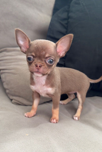 Tiny chihuahua puppies