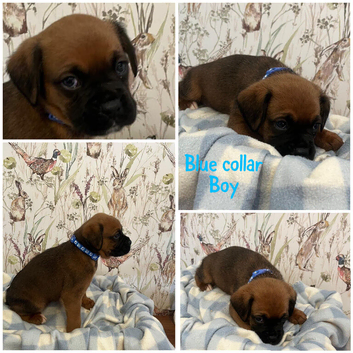 Beautiful boxer puppies for sale