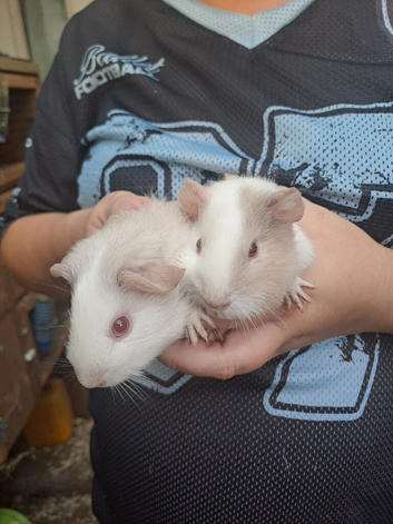 Mostly white and grey fuunea oigs for sale