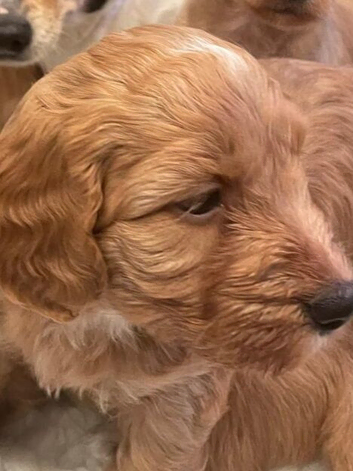 Cheaper puppies do not have full health assessment read adoption