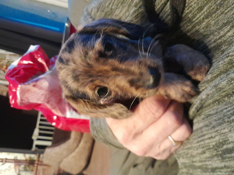Miniature dahshund x toy poodle