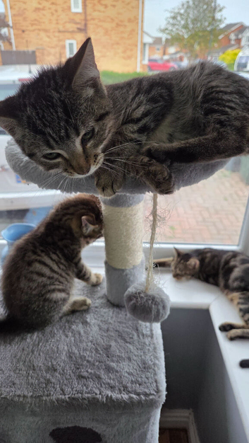 NEW PICTURES Bengal  armarican shorthair x ragdoll kittens all ready for homes