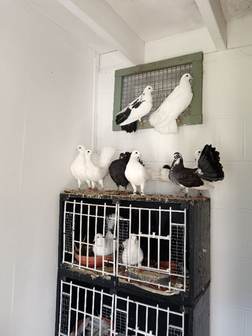 Exhibition fantail doves