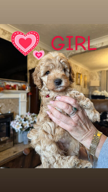 Stunning Cavapoo puppies for sale