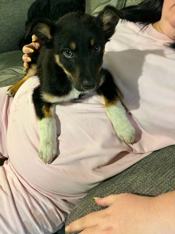German shepard/xkelpie