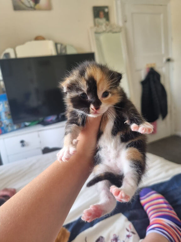 Stunning kittens for sale