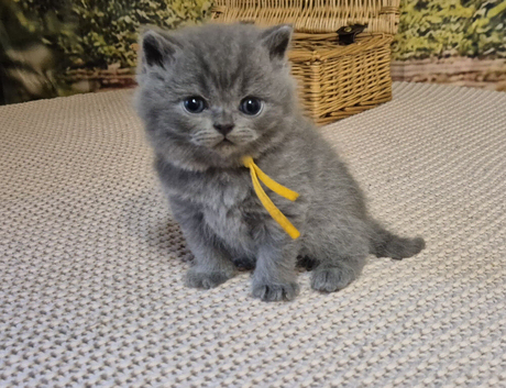 Pure British Shorthair kittens