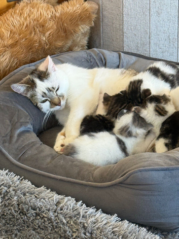 Last Cute tabby kitten in essex