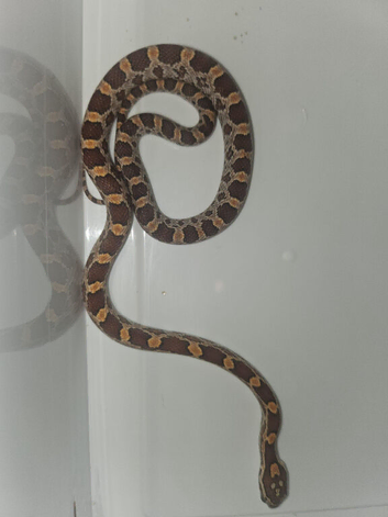 cb26 carlolina cornsnake for sale