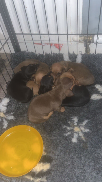Miniature dachshund puppy&rsquo;s