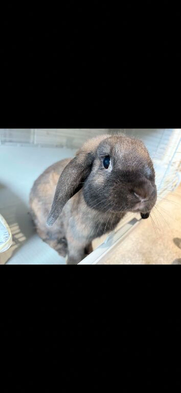 Male Lop bunny & all accessories 50 ONO
