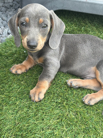 Miniature dachshund puppies