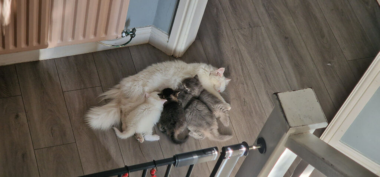 7 weeks old Persian mix breed