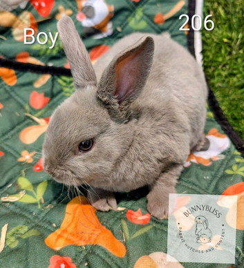 Pedigree Mini Rex bunnies ready for reserve. Ready to leave us on Tuesday 13th October.
