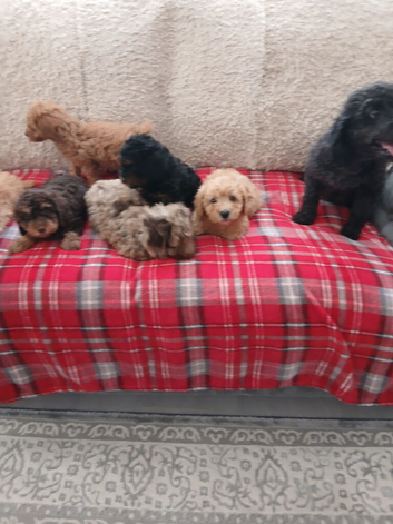 Beautiful cavapoo puppies