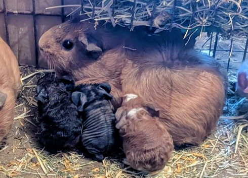 Baby guinea pigs