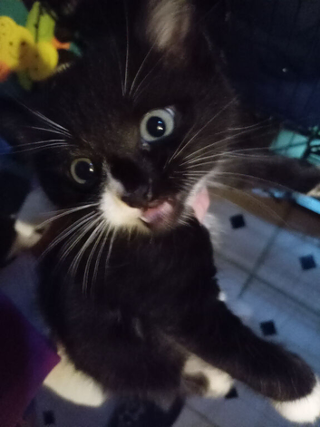 Last mixed breed kitten from a litter of five