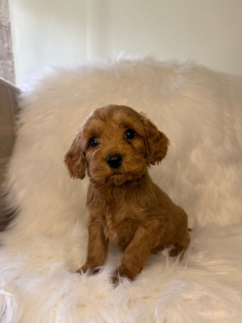 F2 cockapoo puppies