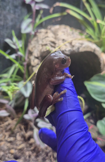 Melanistic White's Tree Frog