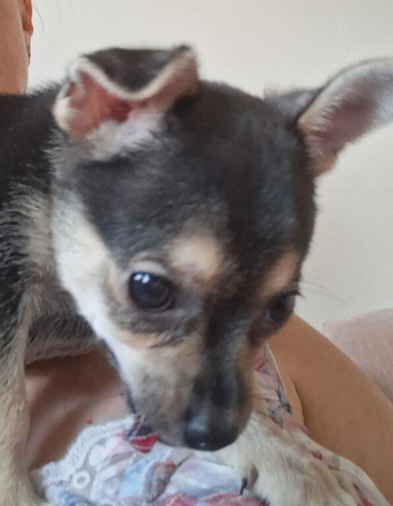 Beautiful Chihuahua cross puppy