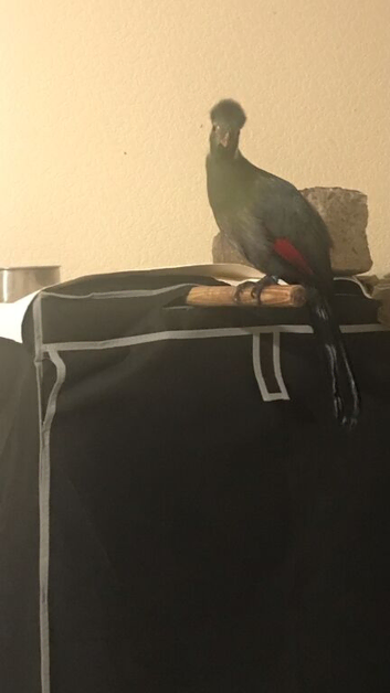 3 months old young white cheeked turaco