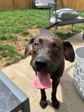 Gorgeous trained 7 month old female Labrador