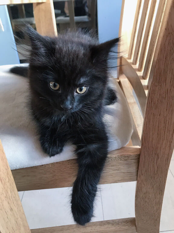 Beautiful kittens