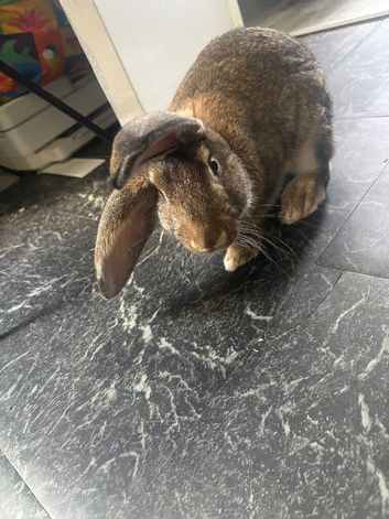 3-6 month male rabbit