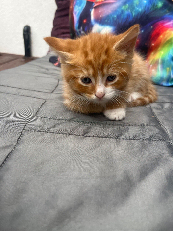 Ginger Kitten