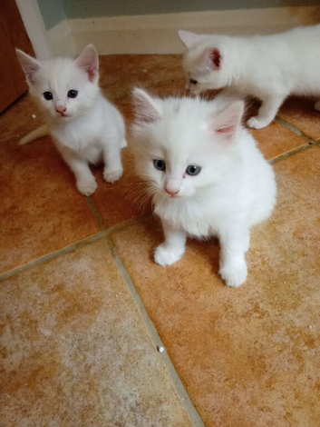 Kittens for sale