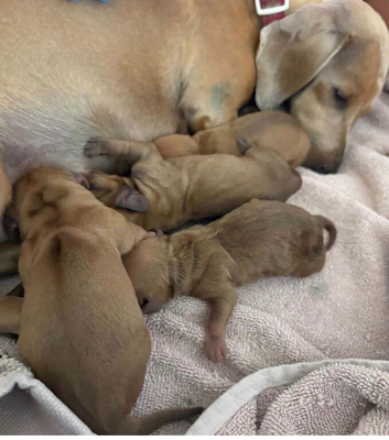 KC reg 5 mini dachshund pups for sale