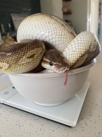 CB14 female butter cinnamon pastel ball python